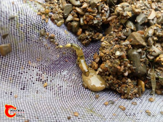 剛採集到的羅氏