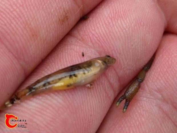 已懷孕的裸身蝦虎拍完照趕緊把它放回溪裡讓它繼續在此野溪繁衍下一代