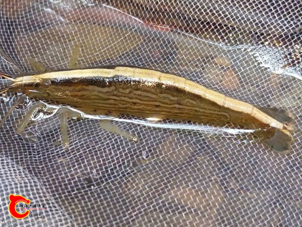 附刺擬匙指網球蝦