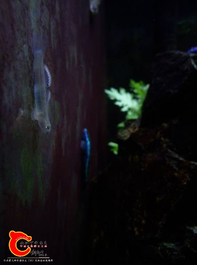 已經發色的藍肚韌