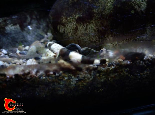 體態很美的寬帶裸身