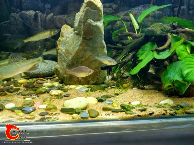 鳑鲏.jpg