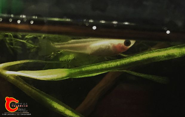 可以看到青鳉的侧面与食蚊鱼还是有很大区别的