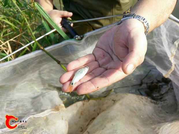 讓人意外的不知名小鈀