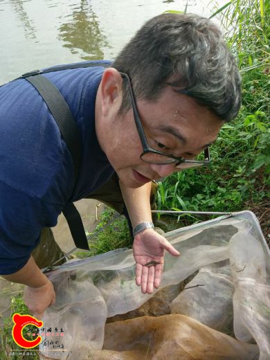 看到陸續採集到的擬鯉短塘鱧就全身都濕了u很值得