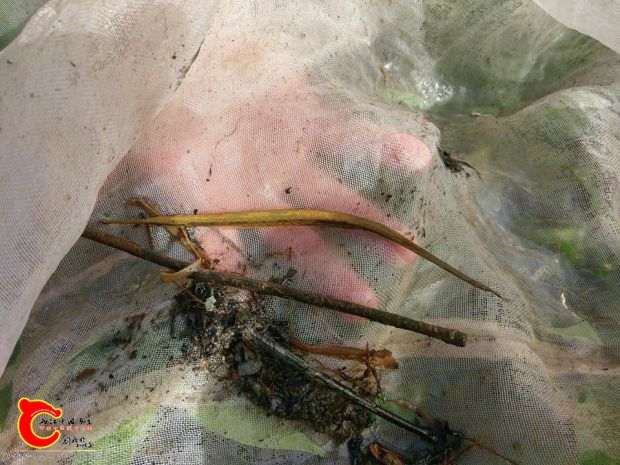 好久沒採集到的短尾海龍