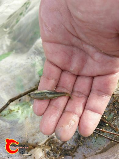 非常漂亮的擬鯉短塘鱧雄魚