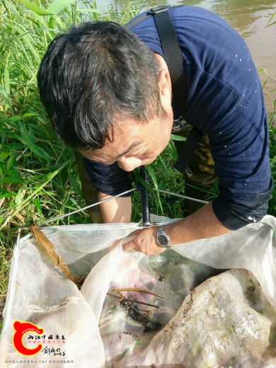 短尾海龍的姆龍
