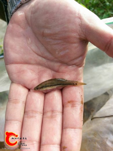 擬鯉短塘鱧母魚