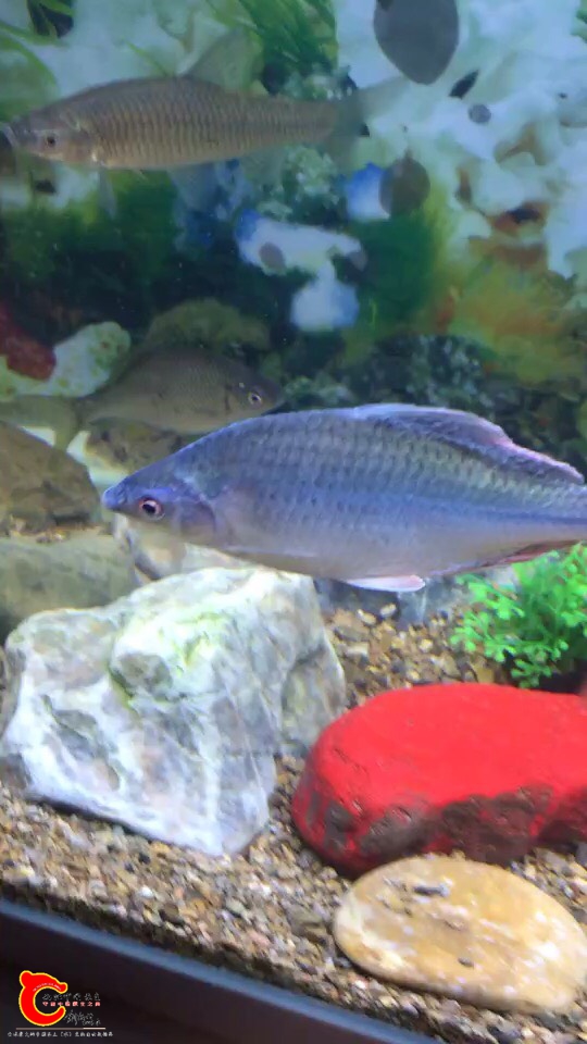 181450g1b9fiafatvjwvp0.jpg