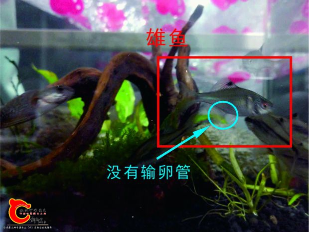 鳑鮍-公.jpg