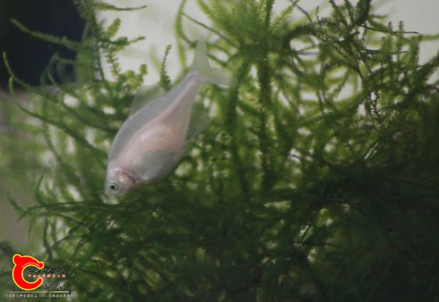 _MG_2109.JPG