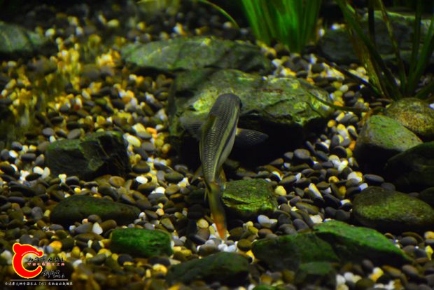 DSC_3481.JPG