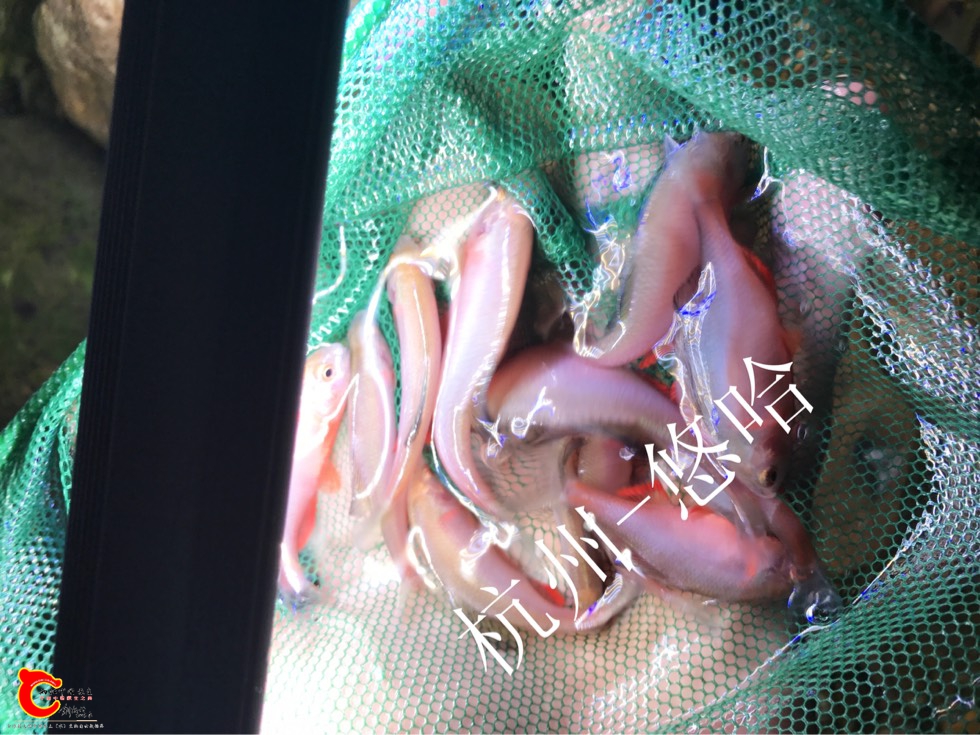 131032zh565c5guljjchg6.jpg