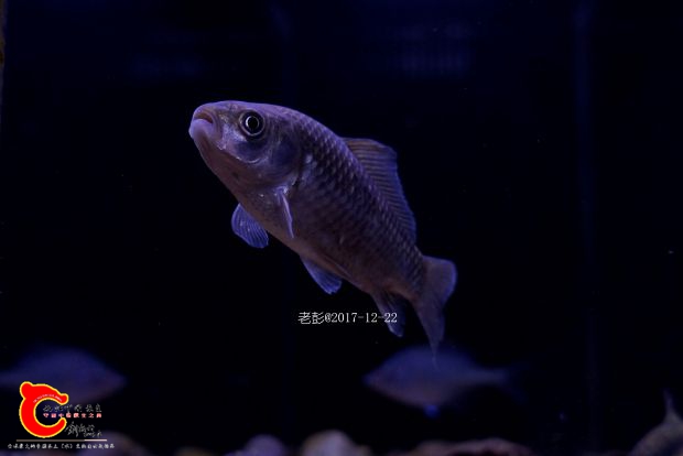 _DSC9701 (2)副本.jpg