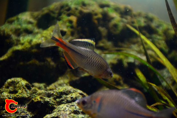 DSC_3598.JPG