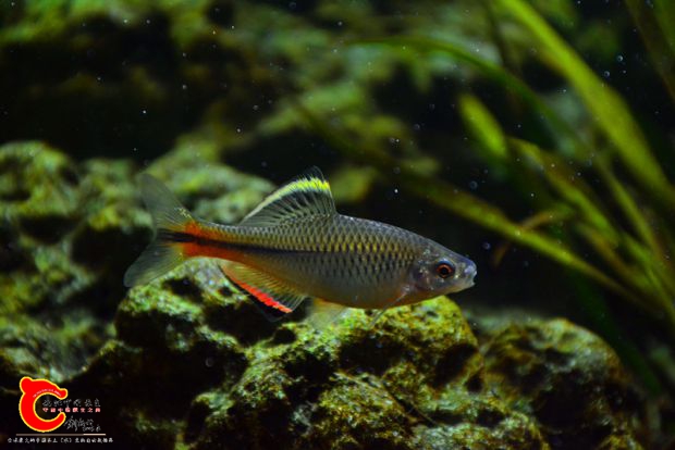 DSC_3604.JPG
