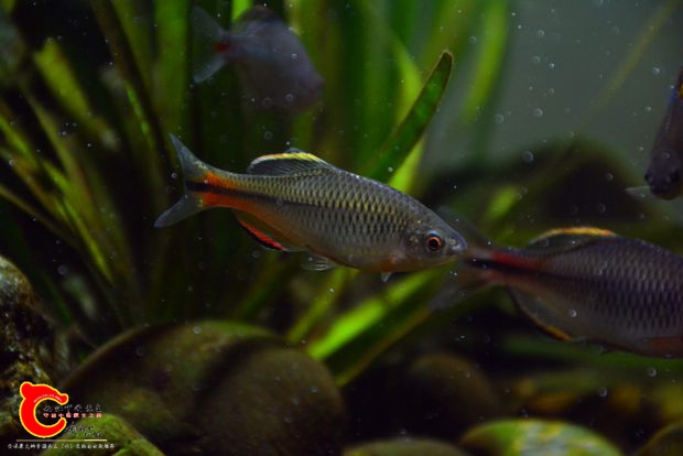 DSC_3606.JPG