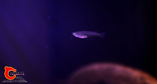 青鱂1.JPG