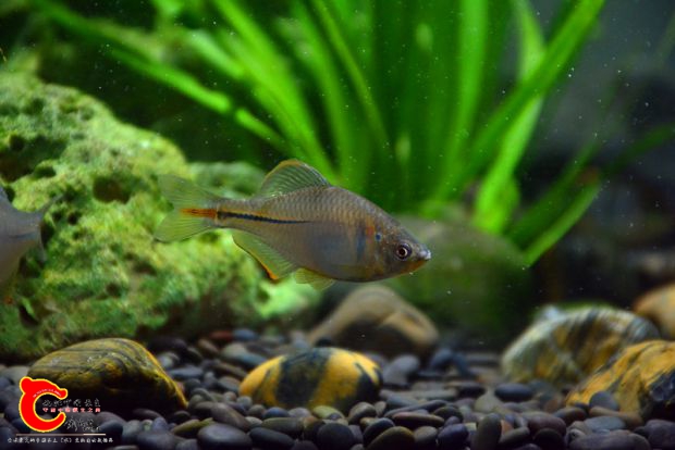 DSC_3520.JPG