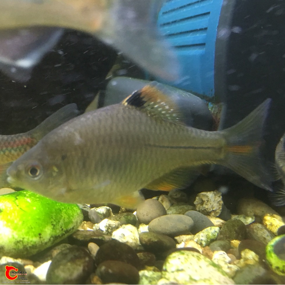 201123h6k8ejn66ielz7kl.jpg