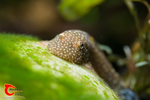DSC_5259.jpg