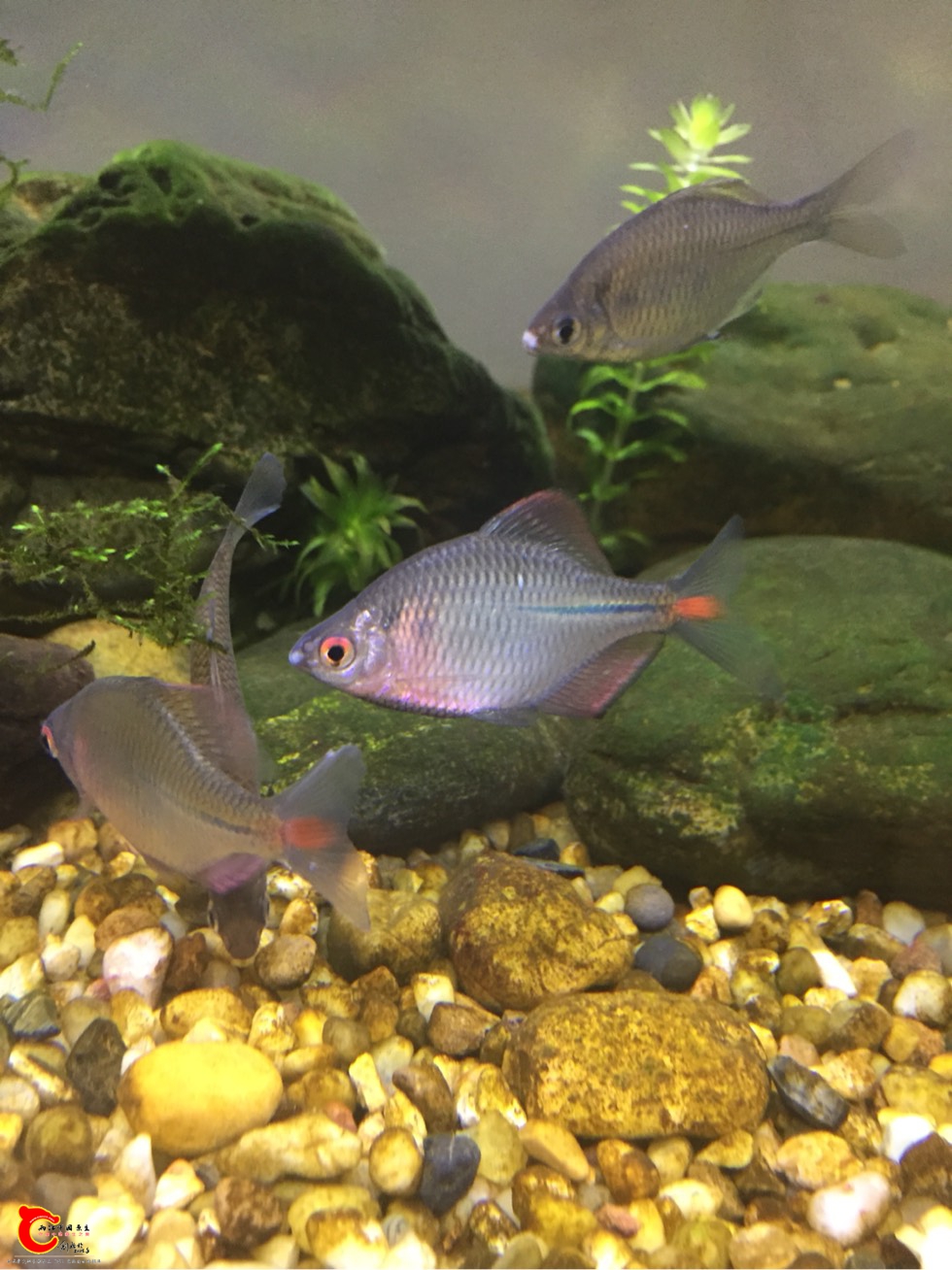 133033m68t6x26z16pt9mp.jpg