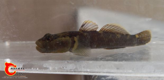 白脸吻虾虎.jpg