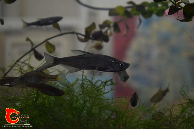 DSC_0209_副本.jpg