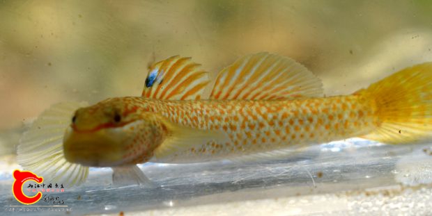 DSC_0132.jpg