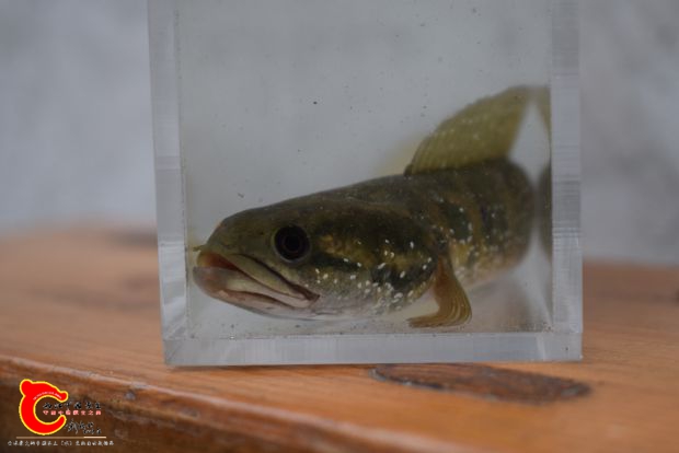 DSC_0326.jpg