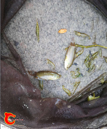 斗鱼.png