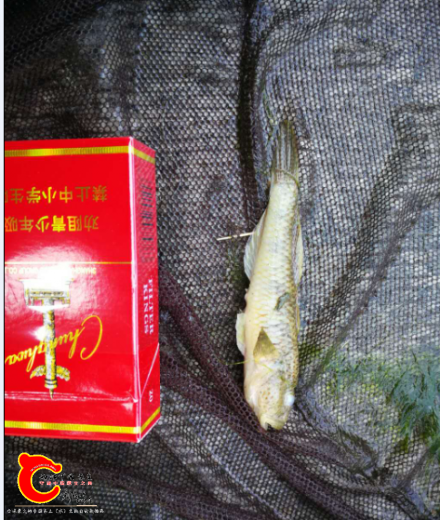 死鱼.png