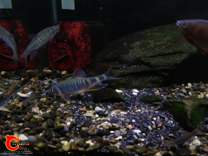 090639k5savr5d44v4w5i3.jpg