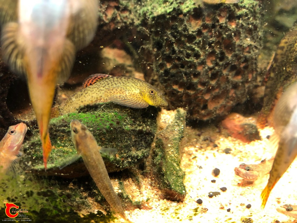 130043sm230ddxde4h204e.jpg