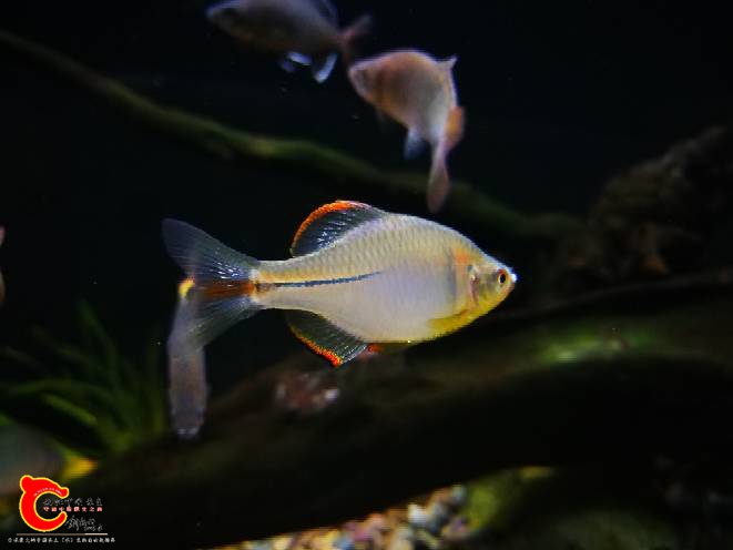 112128ya1s1x1f1xh1fx44.jpg