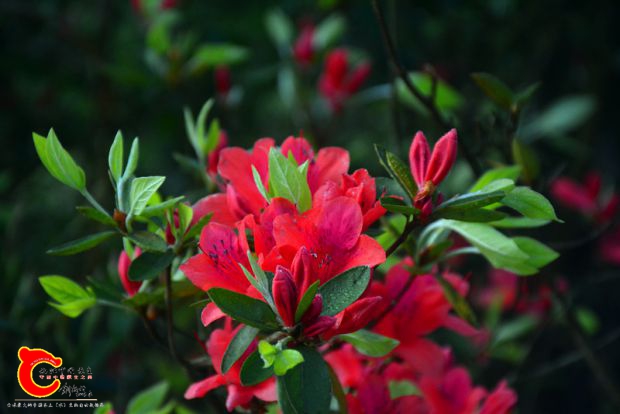 DSC_3855.JPG