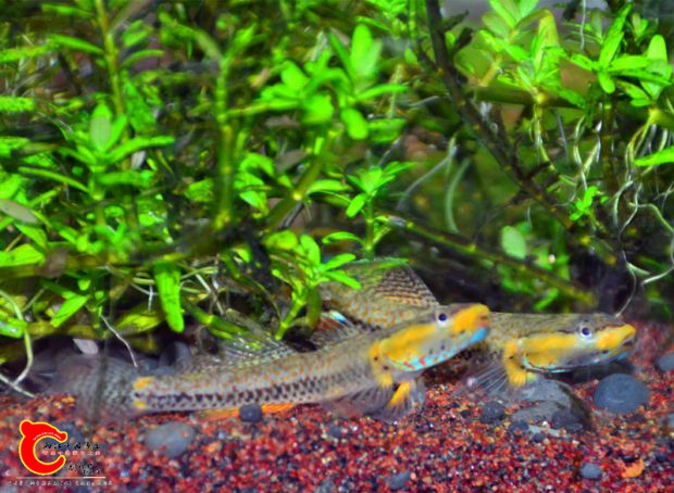 DSC_3879.JPG