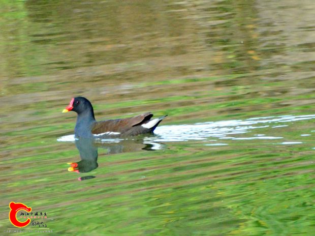 DSC00009_副本.jpg
