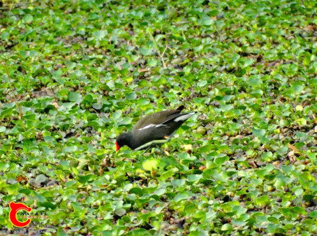 DSC00044_副本.jpg