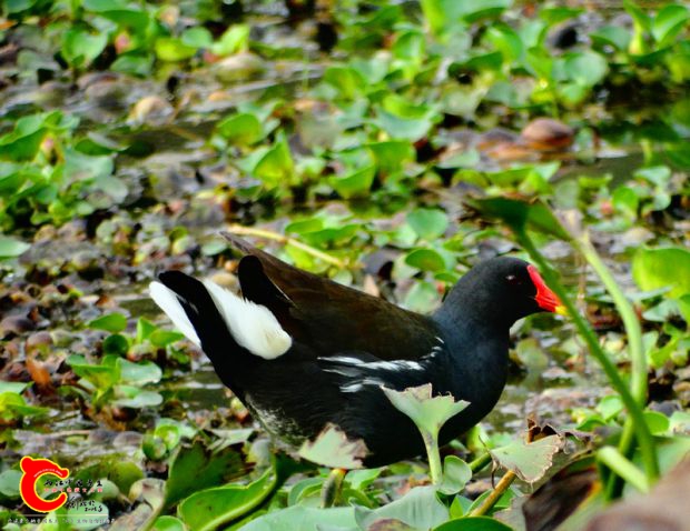 DSC00046_副本.jpg