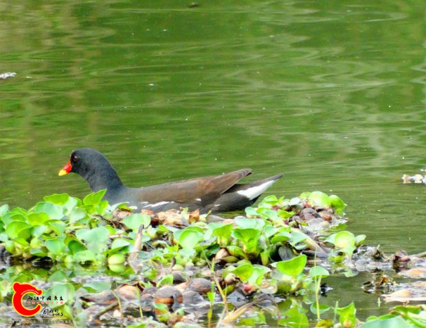 DSC00053_副本.jpg