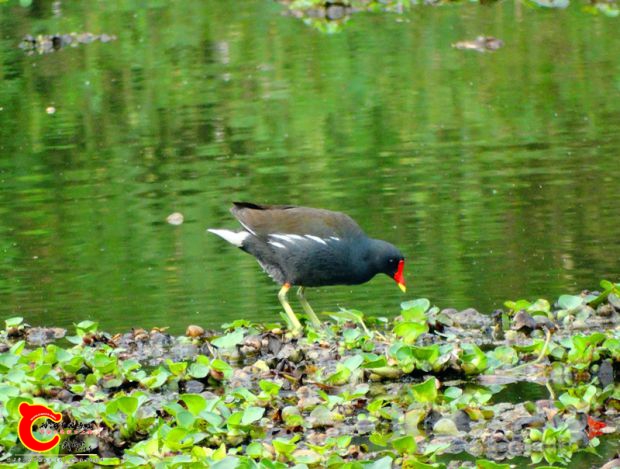 DSC00056_副本.jpg