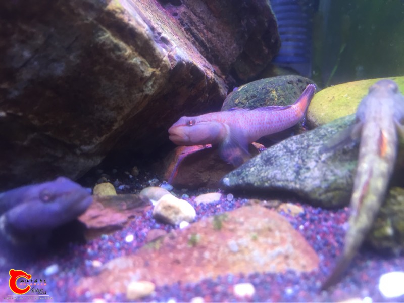 020640chfletsi23ctftls.jpg