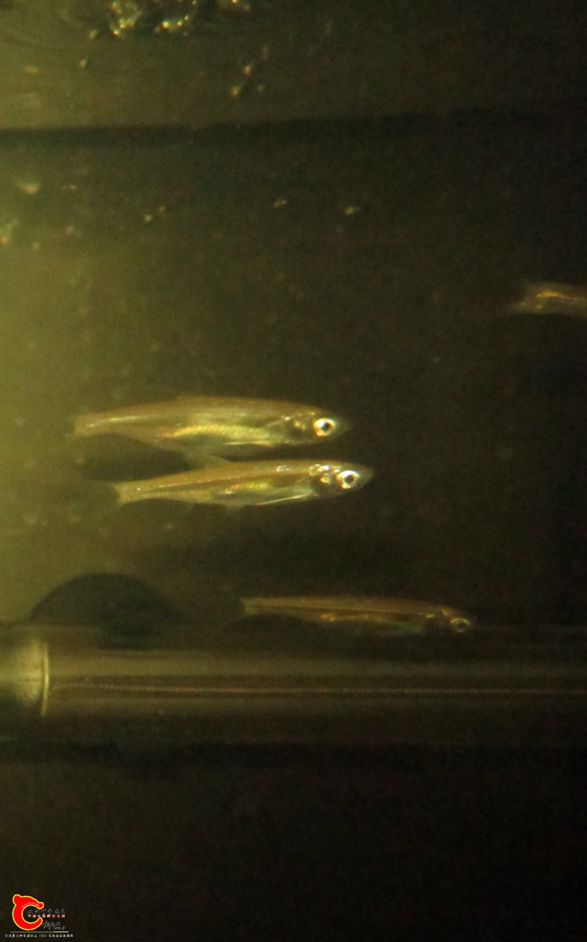 163101fgbcirea9z3357ii.jpg