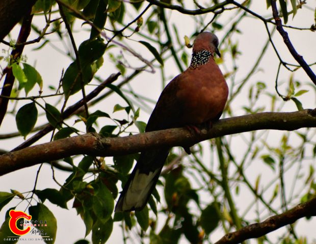 DSC00030_副本.jpg