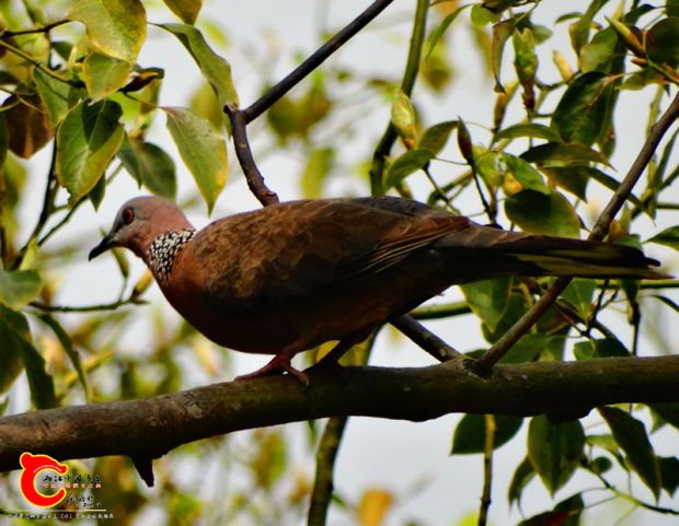 DSC00035_副本.jpg