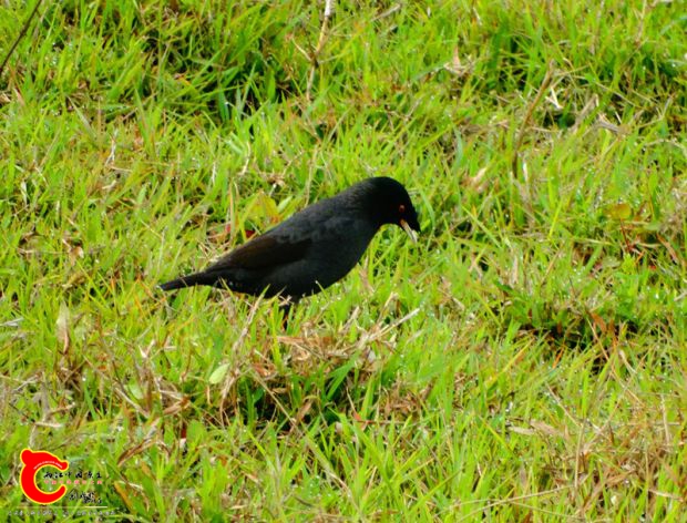DSC00058_副本.jpg