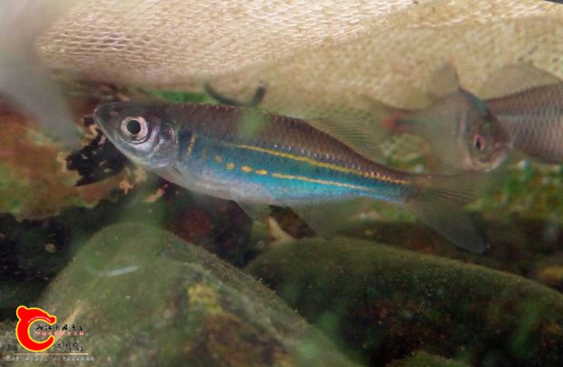 Devario affinis.jpg
