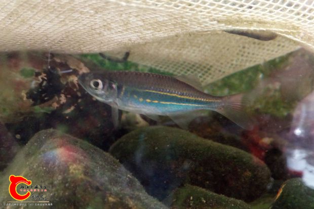 Devario affinis (2).jpg